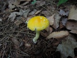 Amanita frostiana image