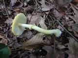 Amanita frostiana image