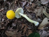 Amanita frostiana image