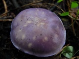 Image of Tricholosporum laeteviolaceum