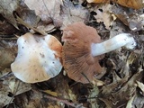 Cortinarius argenteopileatus image