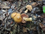 Cortinarius distans image