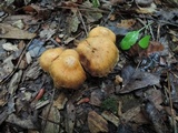 Cortinarius distans image