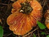 Lactarius thyinos image