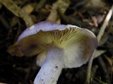Tricholosporum laeteviolaceum image