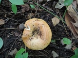 Lactarius psammicola image