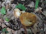 Xanthoconium affine image