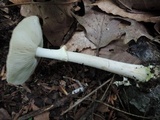 Amanita solaniolens image