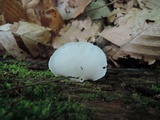 Crepidotus applanatus image