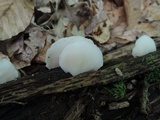 Crepidotus applanatus image