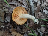 Cuphophyllus pratensis image