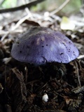 Tricholosporum laeteviolaceum image