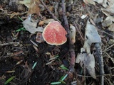 Chalciporus pseudorubinellus image
