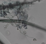 Plasmopara viburni image