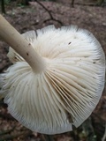 Megacollybia rodmanii image