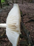 Megacollybia rodmanii image