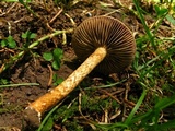 Inocybe unicolor image