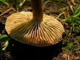 Inocybe unicolor image