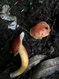 Tylopilus balloui image