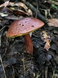 Aureoboletus auriporus image