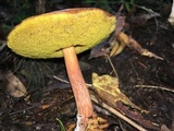 Aureoboletus auriporus image