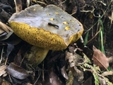 Retiboletus flavoniger image