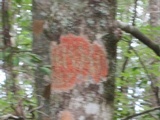 Pyrenula cruenta image