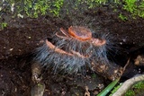 Spinellus fusiger image