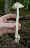 Amanita elongatior image