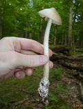 Amanita elongatior image