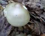 Amanita elongatior image