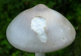 Amanita elongatior image