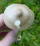 Amanita elongatior image