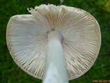 Amanita elongatior image