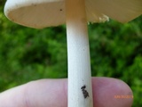 Amanita elongatior image