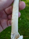 Amanita elongatior image