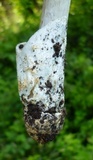 Amanita elongatior image