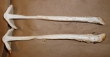 Amanita elongatior image