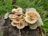 Panus lecomtei image