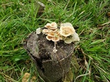 Panus lecomtei image