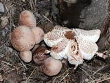 Leucoagaricus americanus image