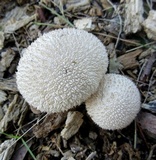 Lycoperdon marginatum image