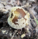 Lycoperdon marginatum image