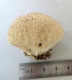 Lycoperdon marginatum image