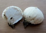 Lycoperdon marginatum image