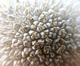Lycoperdon marginatum image