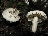 Amanita farinacea image