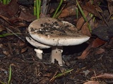 Amanita umbrinella image