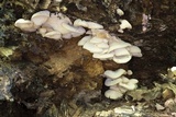 Lentinellus ursinus image