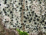 Amandinea punctata image